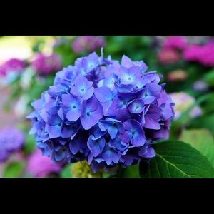 Meet your Posher, Mandi